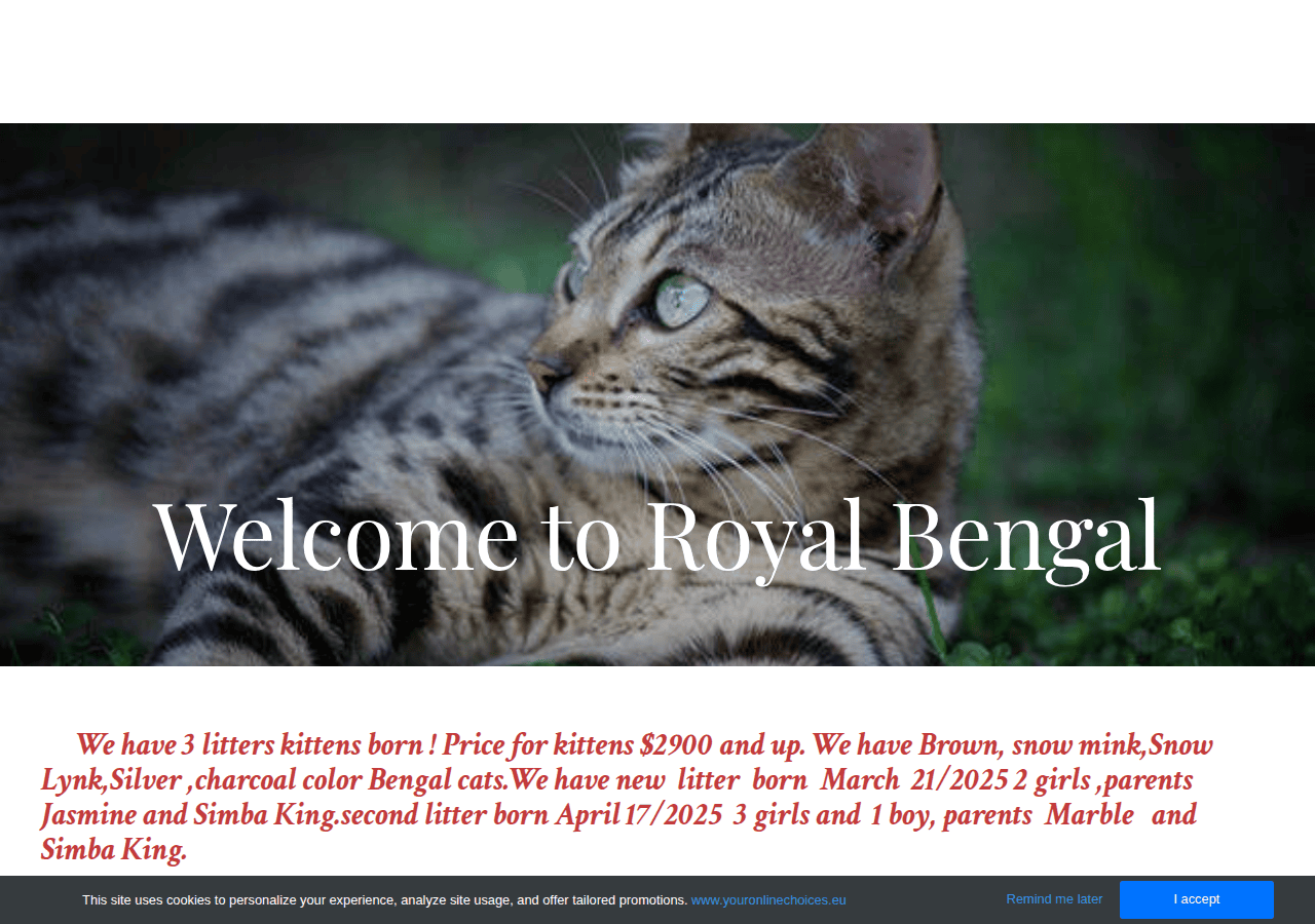 Screenshot of royalbengalcat.com