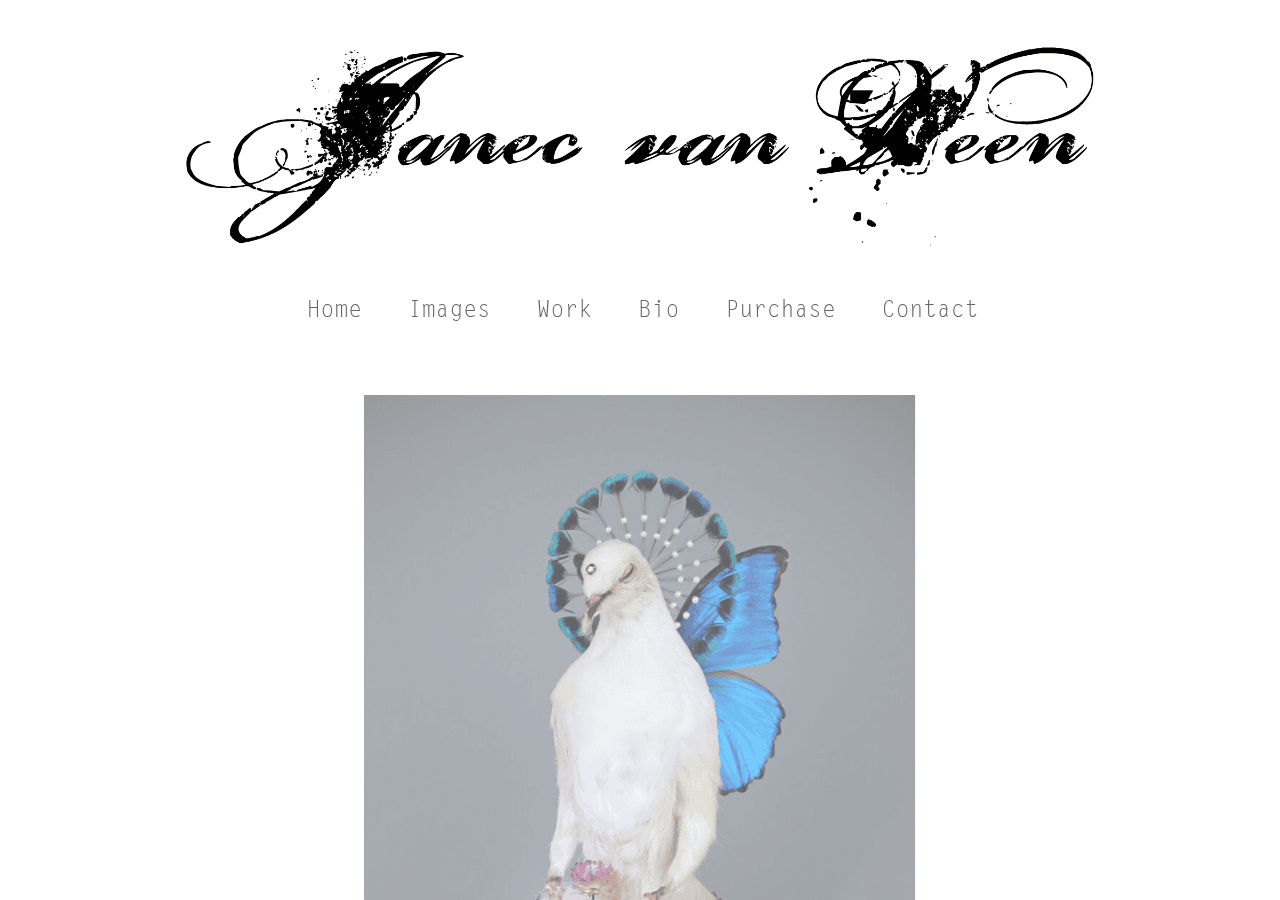 Screenshot of janecvanveen.com